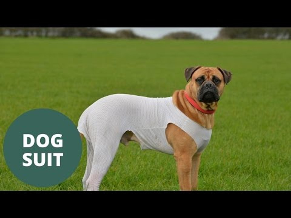 first dog to have life saved using pioneering protective suit