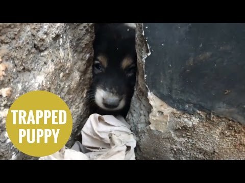 Puppy rescued after being trapped between a wall for three days