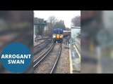 Hilarious moment train delayed after swan refuses to get off track for two miles