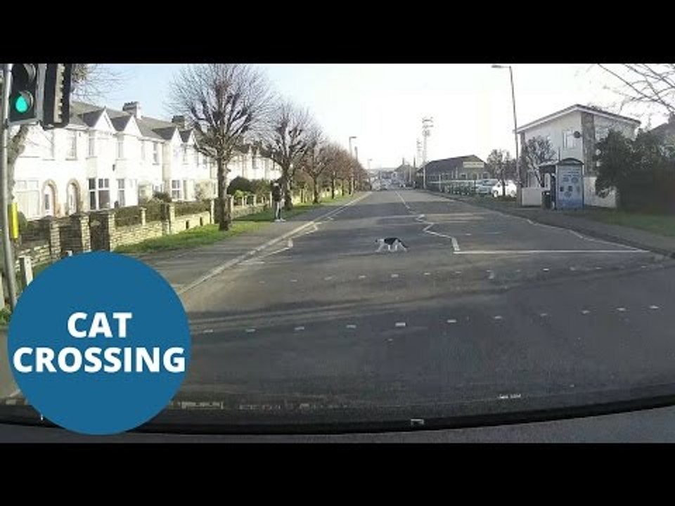 Cat waits for traffic to stop before crossing road