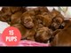 Dog who gave birth to an 15 adorable puppies.