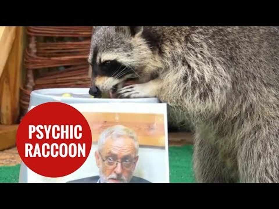 Psychic racoon predicts election result