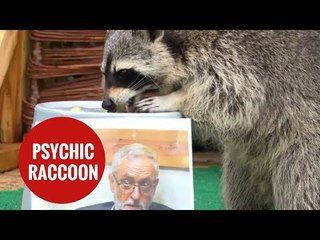 Psychic racoon predicts election result