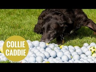 Adorable Collie has collected 51,000 golf balls in 12 years