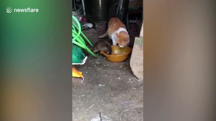 Daredevil rat grabs cat's food
