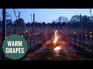 vineyard illuminated by flames to keep grape vines safe in cold weather