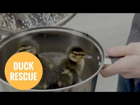 Hero rescues ducklings from drain with SAUCEPAN.