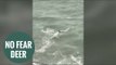 Deer stuns onlookers by going for a dip in the sea