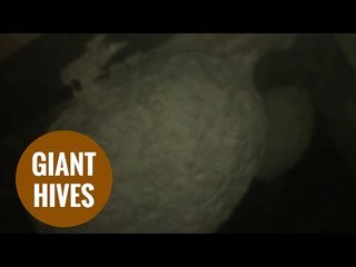 Ten giant wasps' nests found in loft