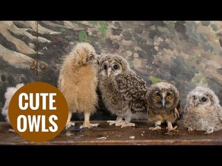 Baby owls looking awestruck as they experience the world for the first time.
