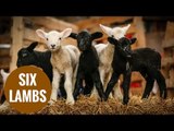 Farmer stunned after his ewe gave birth to SIX LAMBS