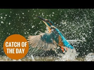 Stunning images show kingfisher diving into river to catch meal