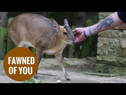 Real life Bambi who can use dog flap after being rescued