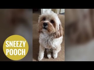Adorable dog learns to SNEEZE on demand.