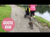 Hilarious video shoes goose going for a jog