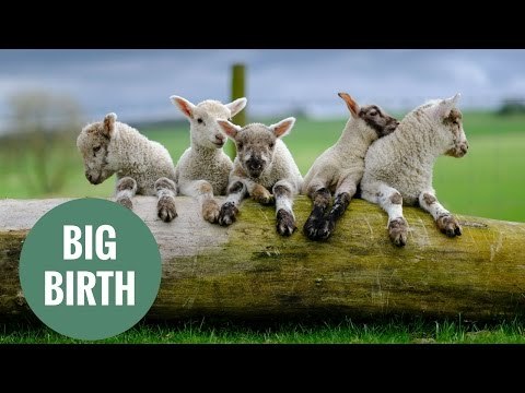 Ewe gives birth to five lambs!