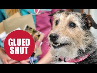 Jack Russell was saved after mail glued his teeth together