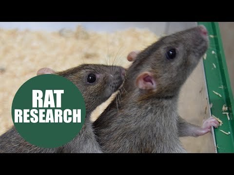 Study finds rats help each other out just like human