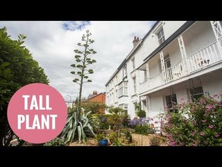 Super rare agave plant grows 25 ft in 2 months