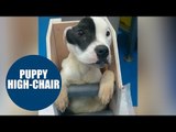 Starving dog finally eats after vets build chair