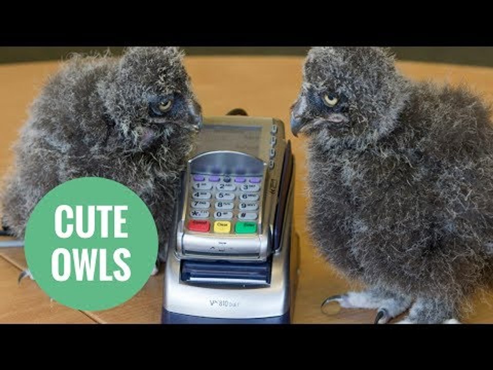 Adorable baby owls are a hoot after getting jobs