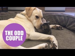 A newborn kitten has struck up a heartwarming bond with a dog