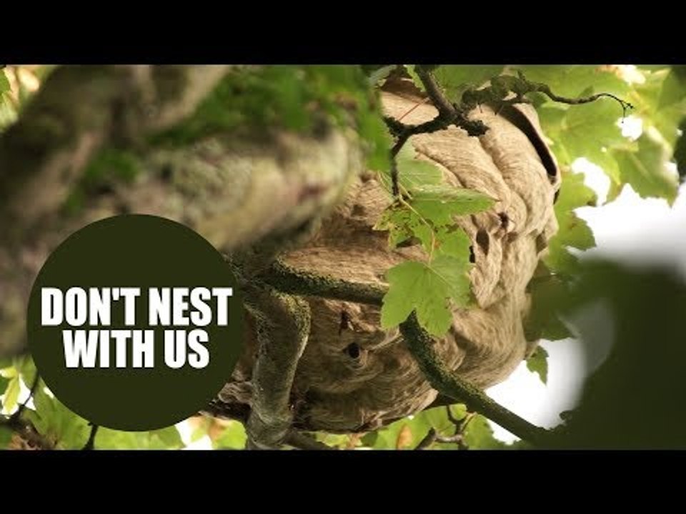 Remarkable footage shows drone under attack - from swarm of Asian hornets