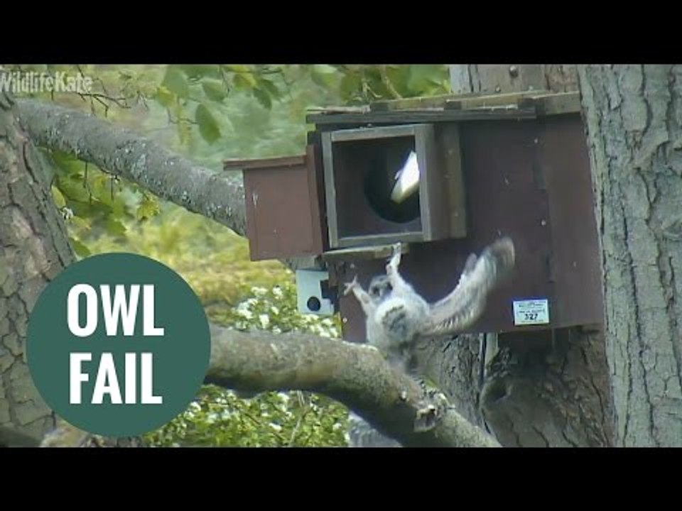Baby owl clings on for dear life up a tree