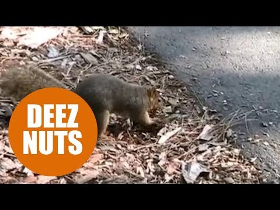 Squirrels sort their nuts before hiding them