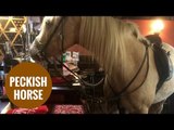 A horse walks into a pub - and enjoys a packet of crisps on the bar.