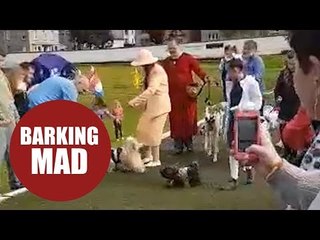 Pooch pair finally marry in dog wedding, officiated by pug vicar