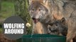 Adorable wolf pups bobbing for apples