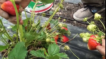 'Yedi Veren Çileği' Üreticisinin Yüzünü Güldürdü-