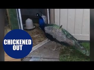 Peacock captured after going awol while missus was expecting