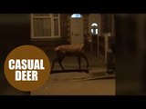 DEER spotted roaming round inner city suburb