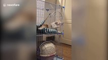 Guilty cat spotted by owner trying to break out of cage
