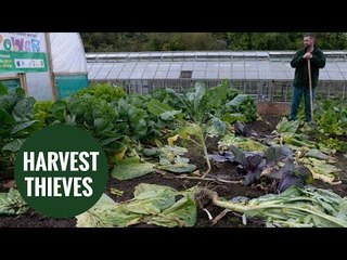 Green-fingered thieves steal thousands of vegetables