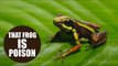 The reason poison frogs don't poison themselves 'could lead to stronger painkillers'