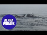 Maller killer whales 'can die of loneliness'