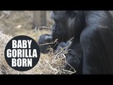 Proud mother gorilla gently cradling her precious newborn baby