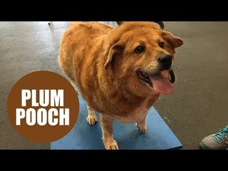 Fat dog that weighed six stone shreds 30lbs