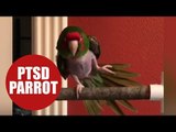Parrot with PTSD adopted by owner who sings it 'Twinkle Twinkle Little Star'