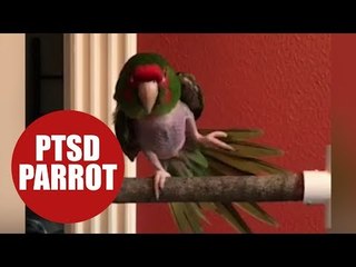 Parrot with PTSD adopted by owner who sings it 'Twinkle Twinkle Little Star'