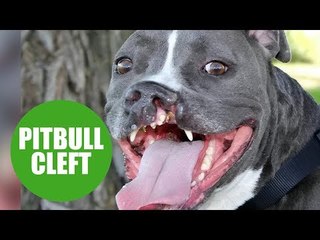 Pitbull pup finally found forever home with half a NOSE
