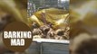 Truck-load of dogs rescued moments before slaughtered