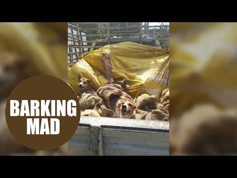 Truck-load of dogs rescued moments before slaughtered