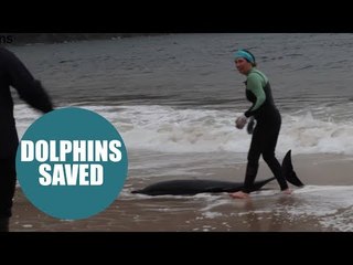 Moment four dolphins in Ireland were rescued thanks to a live appeal on FACEBOOK.
