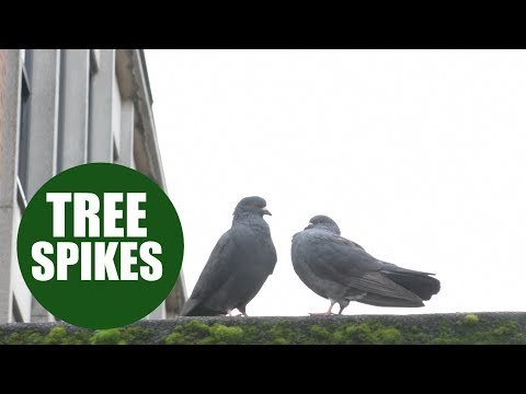 Anti-pigeon spikes placed on trees to prevent mess and disease