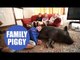 Twenty stone pig who lives as a pet with a family who found her running wild