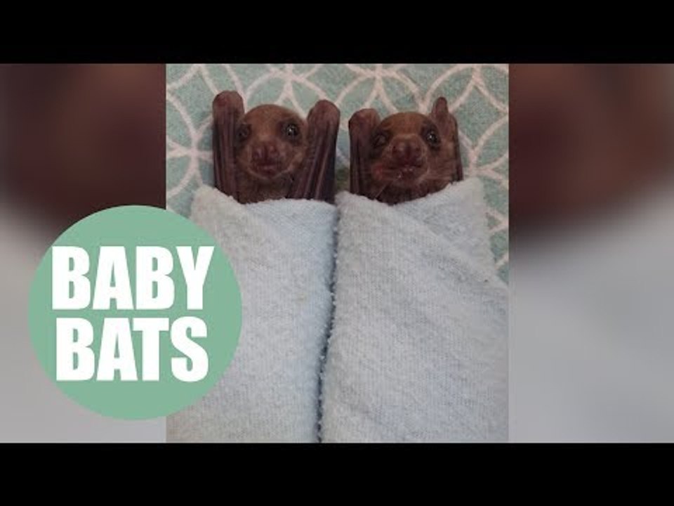Two Egyptian fruit bats named Bruce and Wayne have been hand raised by an expert